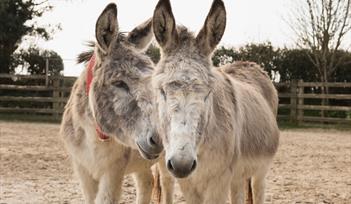Two playful donkeys