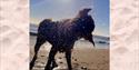 Sea Dogs at Shoreline, England's Seafood FEAST