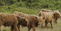 Cows at East Soar