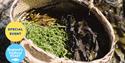 Coast to Caves event, part of England's Seafood FEAST. A basket of freshly foraged seaweed sits on a beach.