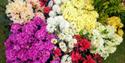 Variety of flowers