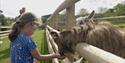 Nethway Farm Holiday Cottages Animal Feeding