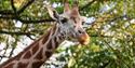 Paignton Zoo