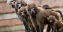 Paignton Zoo