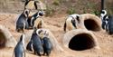 African Penguins at Living Coasts