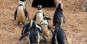 African Penguins at Living Coasts