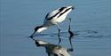 Avocet feeding