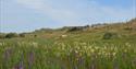 Dawlish Warren Nature Reserve fields