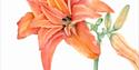 Day lily - Hemerocallis