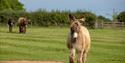 The Donkey Sanctuary