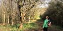 Forest Bathing at Dittiscombe Estate