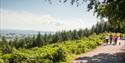 Haldon Forest Park - Forestry Commission - walking with view