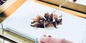 Seaweed Pressing Workshop with The Devon Seaweed Company