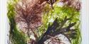 Selection of Devon Seaweeds