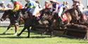 Horse Racing at Devon County Show