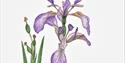 Iris fetodissima