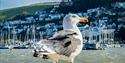 Seagull with Kingswear in Background