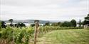 Lympstone Manor Vineyard