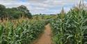 South Devon Maize Maze