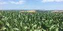 South Devon Maize Maze