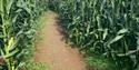 South Devon Maize Maze