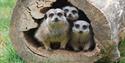 Photo of three meerkats chilling in the middle of a tree trunk.