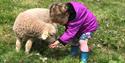 Nethway Farm Holiday Cottages Animal Feeding