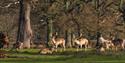 Powderham Castle