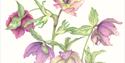 Hellebore orientalis