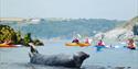 Seal and kayaks