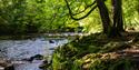 South Brent River Avon