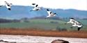 Stuart Line Cruises Guided Bird Watching Cruise