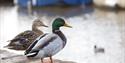 Ducks in Topsham