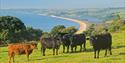 South Devon National Landscape