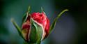 Winter Rose