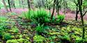 Dittiscombe Valley ferns