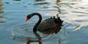 Dawlish Black Swan in Dawlish