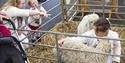 Stroking Sheep (c) Devon County Show Credit: Geoff & Tordis Pagotto