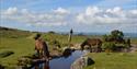 Dartmoor Ponies