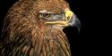 Golden Eagle