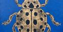 The Twenty-Two Spot ladybird