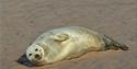 A seal