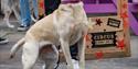 A dog attending a dog show