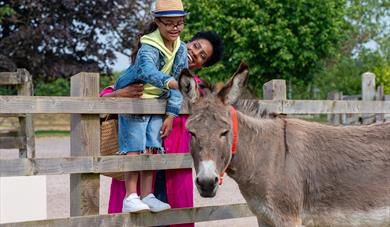 The Donkey Sanctuary
