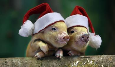 Christmas at Pennywell Farm