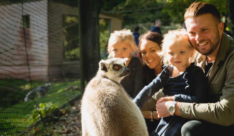 Family in Lemur Wood