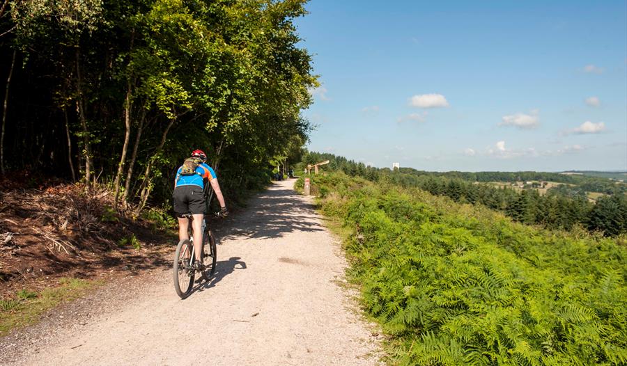 Cyclist on Haldon Forest Cycle Trail