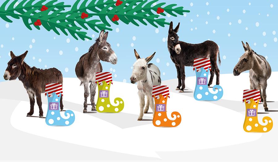 5 adoption donkeys with their christmas stockings
