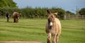 Poitou donkey bounds over to meet visitors at The Donkey Sanctuary