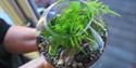 Make a Terrarium Workshops run by Pauline's Plants at The Emporium, House of Marbles